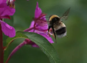 Bombus_sporadicus