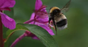 Bombus sporadicus