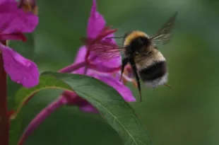 Bombus sporadicus