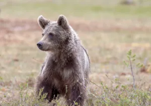 bear-6771842_1280