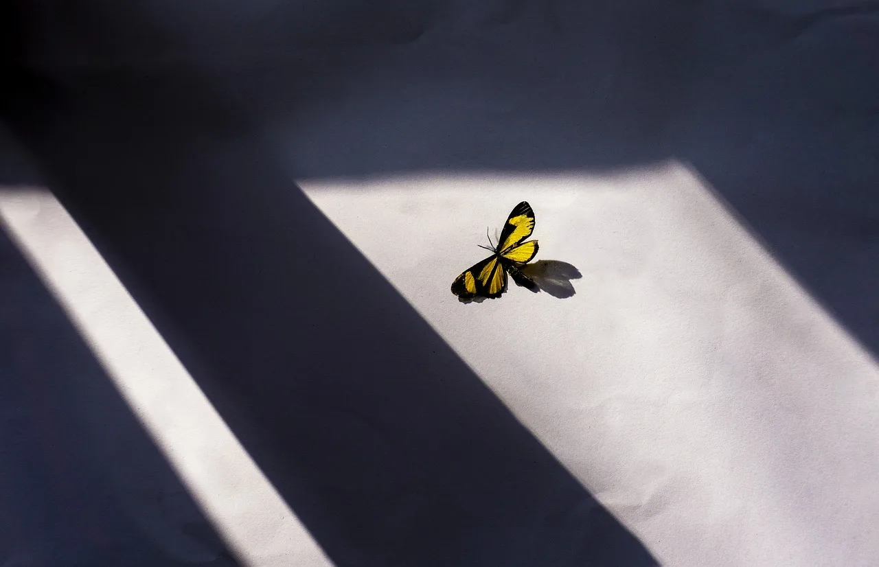butterfly-5344157_1280