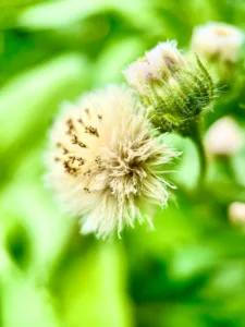 israel-pina-V85sH2OxkMY-unsplash