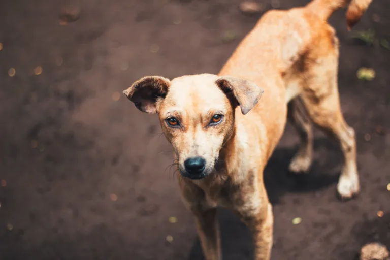 mark-carlo-allones-3yLNaRAaI0I-unsplash