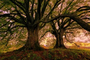 trees-3856807_1280