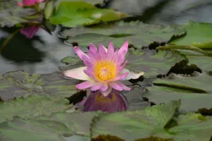 water-lily-8209830_1280