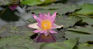 water lily 8209830 1280