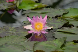 water lily 8209830 1280