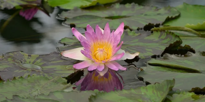 water lily 8209830 1280