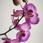 Orhidee