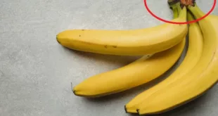 banaan