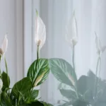 Põhjused miks Rahuliilia (Spathiphyllum) ei taha õitseda. 2 rahuliilia