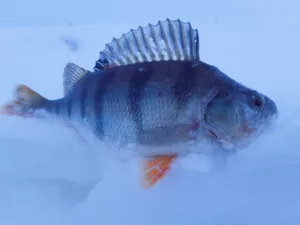 Keskkonnaameti inspektorid kontrollivad nädalavahetustel kalapüüginõuetest kinni pidamist 10 Ahven_foto autor Ivo Kask