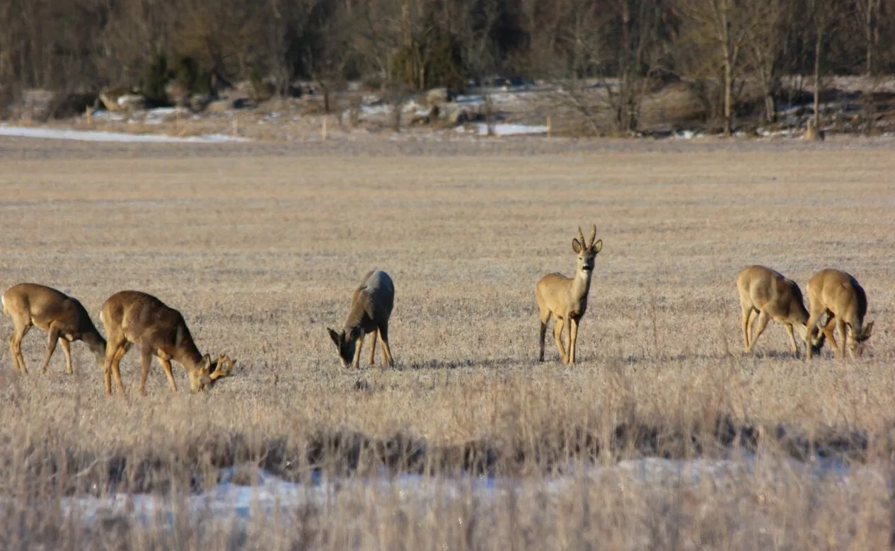 Enamus keskkonnaalaseid rikkumisi on ennetatavad 1 Kitsed põllul_foto autor Nele Sõber