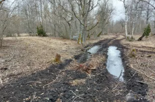 Laelatu puisniit foto autor Keskkonnaamet