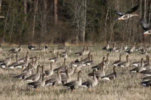 Suur-laukhaned_foto Keskkonnaamet