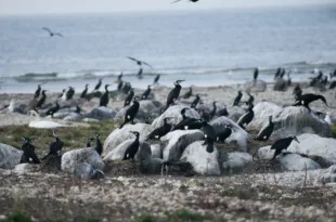 Kormoranid foto autor Astrid Levkoi Epner