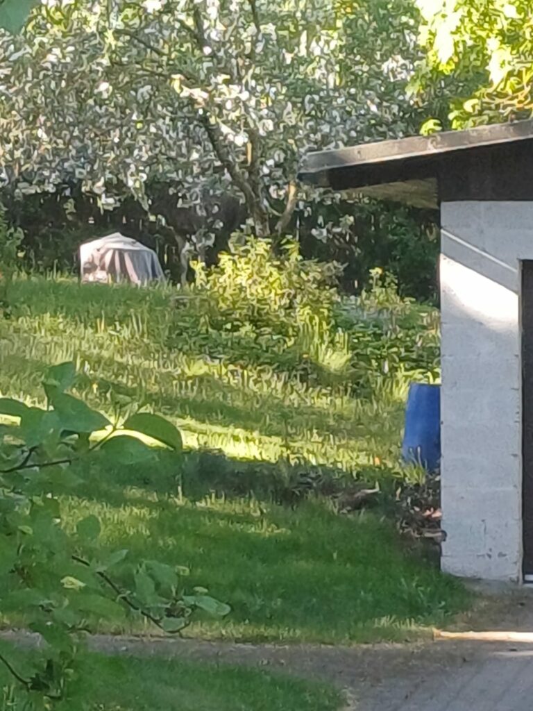 Tallinnas vurab ringi põder, käib päästeoperatsioon 5 Podrapaaste Kristiines 22.05 1