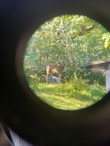 Põdrapääste_22.05_3