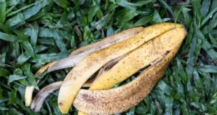 banana peel uses