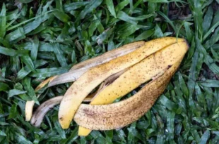 banana peel uses