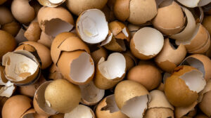 Eggshell,Waste,For,Recycle,For,Environmental,Protection,And,Utilization