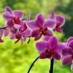 orhidee