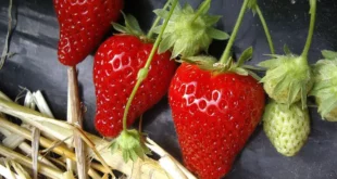 strawberries 950x500 1