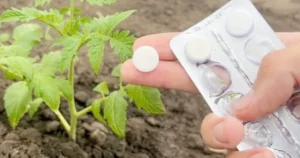 tablets-plants-950x500