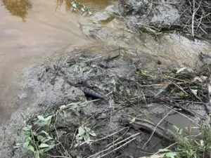 Paasteamet_kopratamm_miinileid_Auvere_12.06.24