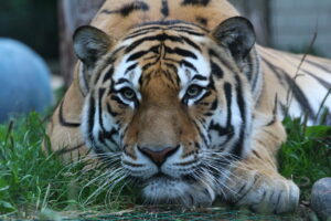 Pootsman-Silgne-Kalgan-1024x683