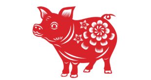 chinese yr pig