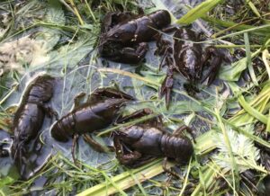 Jõevähid_foto autor Märt Kesküla