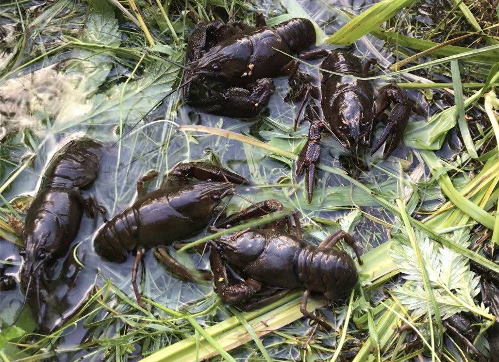 Jõevähid_foto autor Märt Kesküla