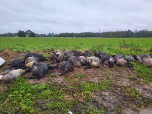 Eesti Põllumajandus-Kaubanduskod