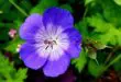 cranesbill 3486833 1280