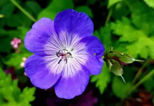 cranesbill-3486833_1280