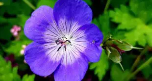 cranesbill 3486833 1280