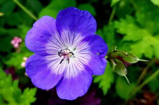 cranesbill 3486833 1280