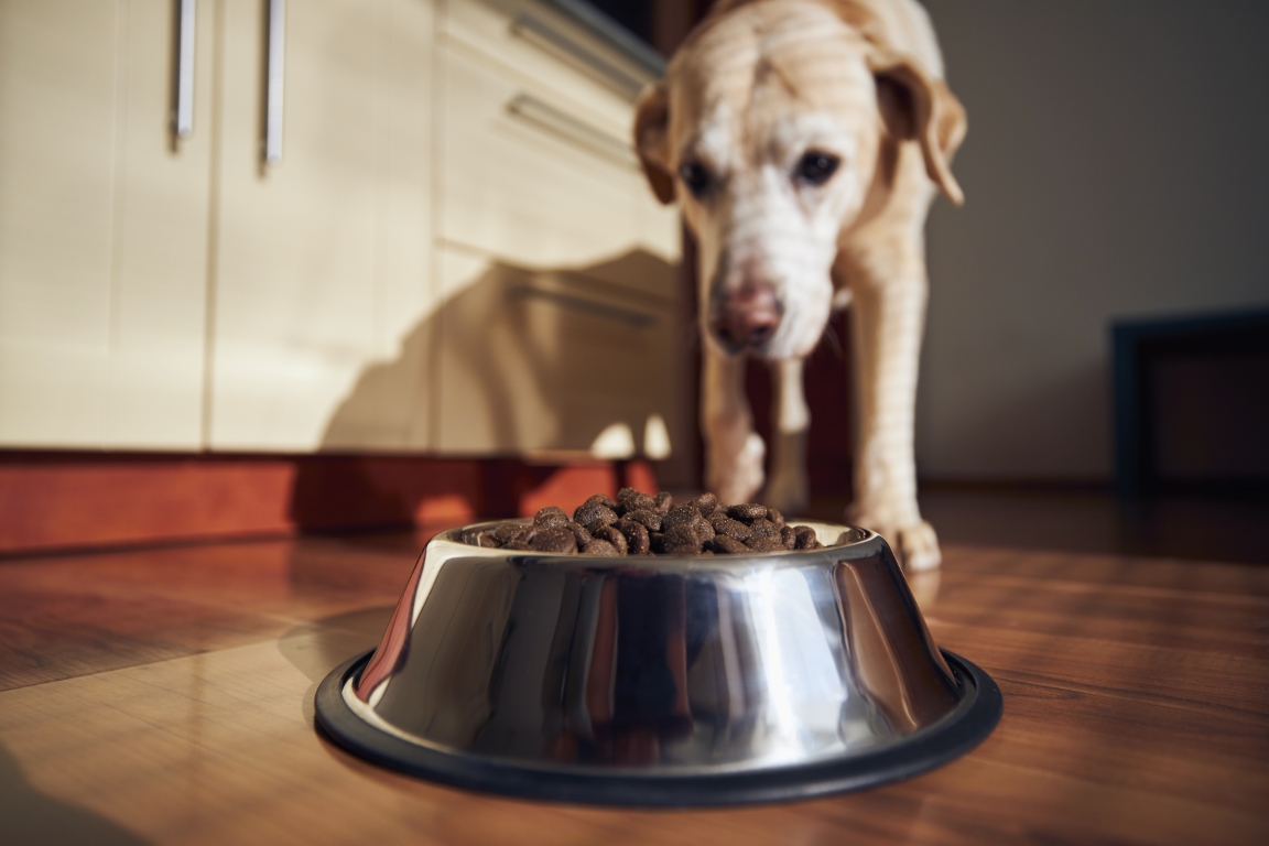 Tervislik toit hambaprobleemidega vanematele koertele - nipid ja trikid 3 koer