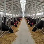Eesti projektid jõudsid Euroopa maaelu konkursi finaali 2 Wisecow projekti seadmed veistel (Piimaklaster MTÜ)