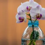 Orhidee