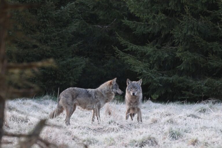 Hundid_foto autor Valeri Štšerbatõh