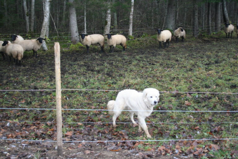 karjavalvekoer_foto Keskkonnaamet