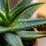 Aloe vera